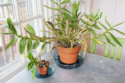 10 1/2-in Glass Plate, Plant Tray Terrarium Saucer