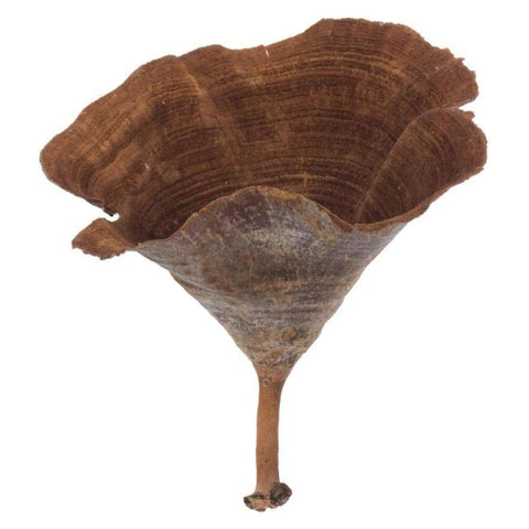 2-6 In. Natural Calice - 15/Bag