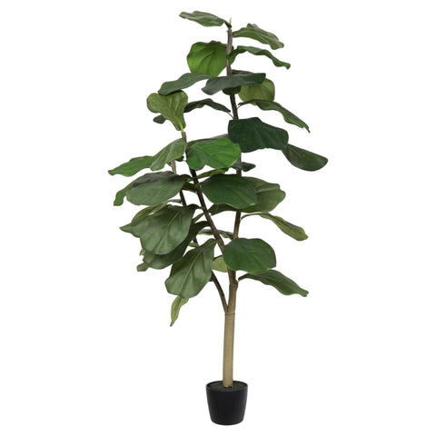 4 Ft. Potted Fiddle Tree 39Lvs
