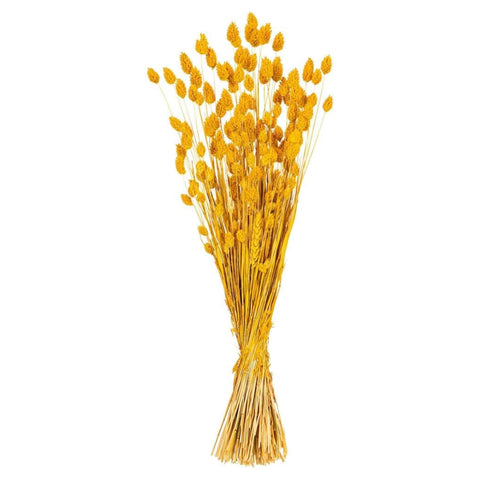 26 In. Yellow Phalaris Bunch 7 oz.