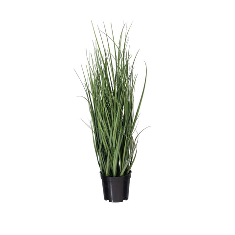 24 In. Green Ryegrass in Pot