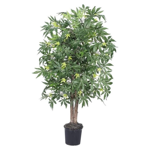 4 Ft. Japanese Maple Bush