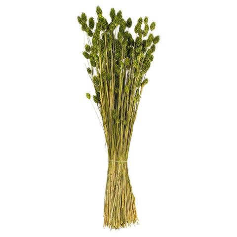 26 In. Green Phalaris Bunch 7 oz.