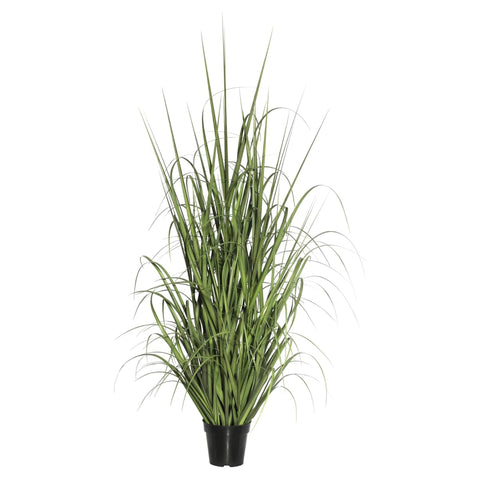 36 In. Green Ryegrass in Pot