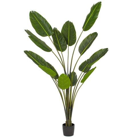 7 Ft. Potted Travelers Palm 14 Leaves