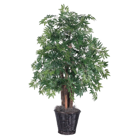4 Ft. Ming Aralia Bush